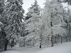 Zieleniec 2003